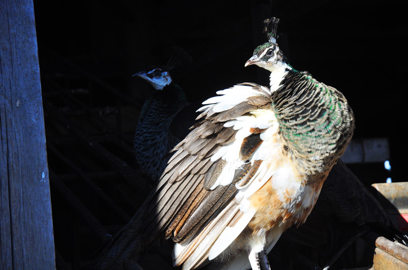 peahens