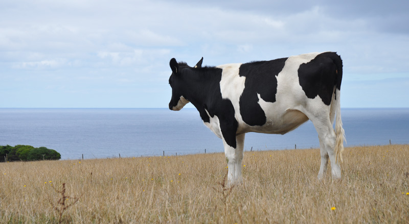 cow