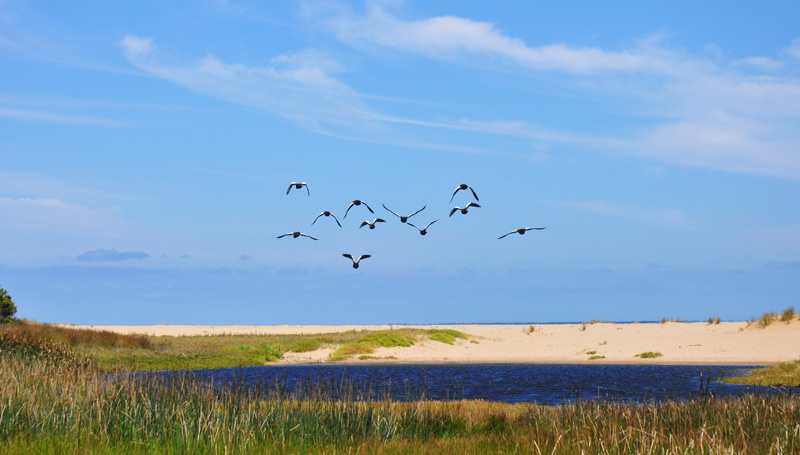 geese on beach