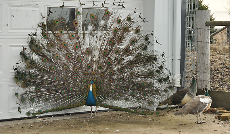 peacock