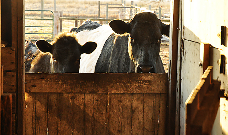 Lady Astor and Naomi