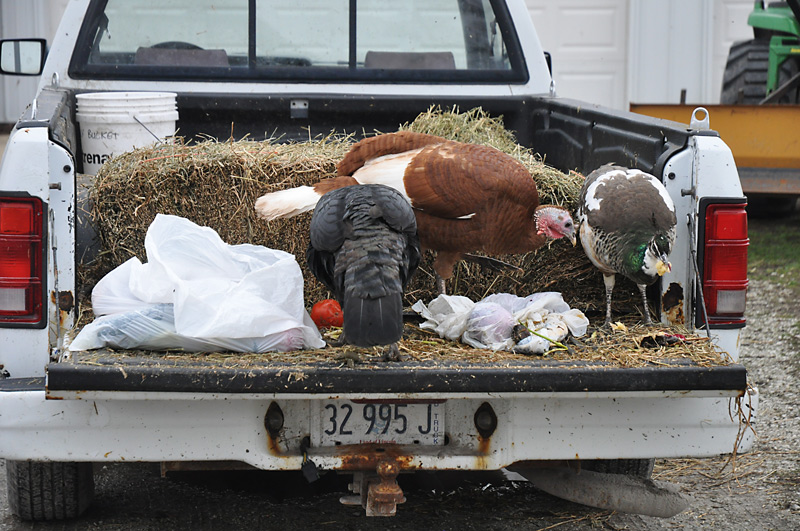 rubbish eating birds
