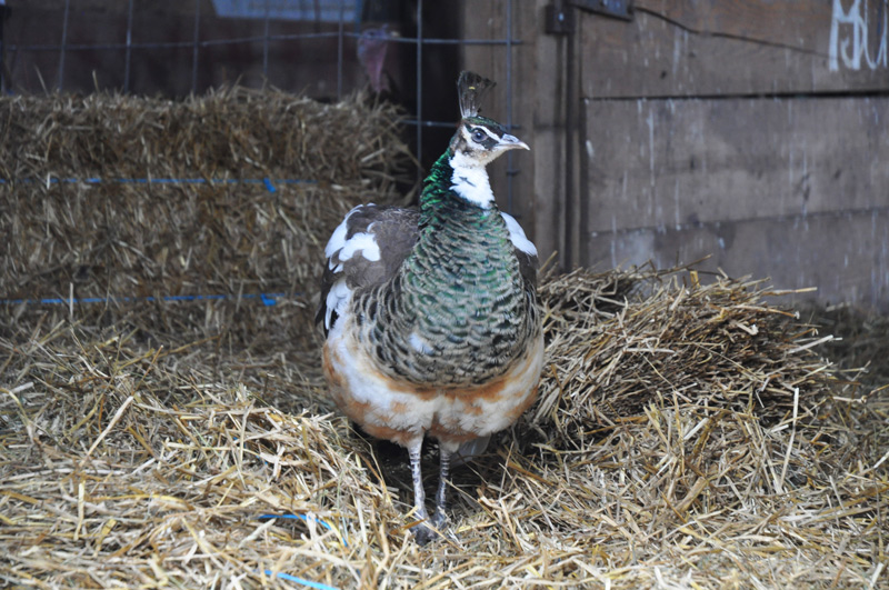 peahen