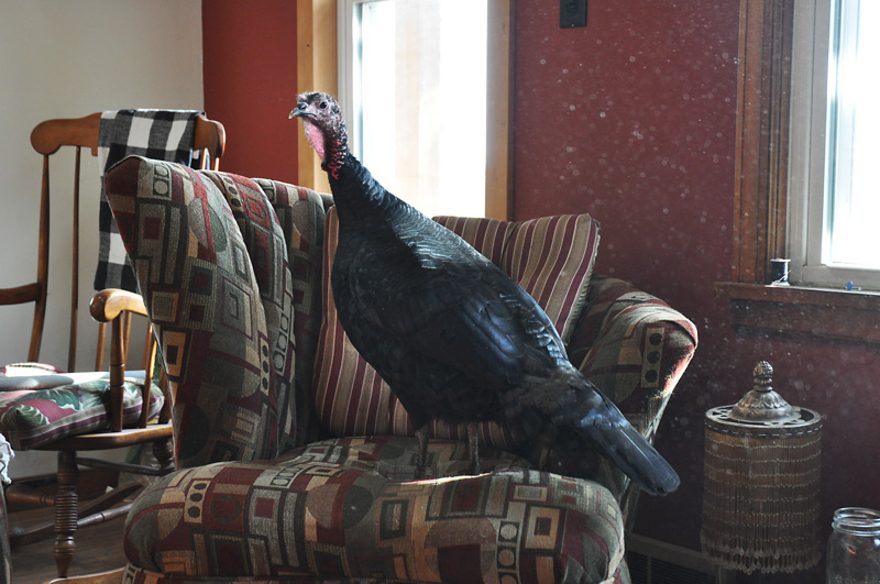 turkey in my chair