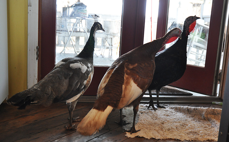 turkeys and peahen
