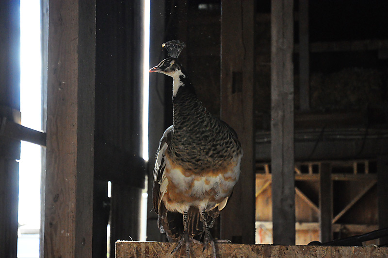 peahen