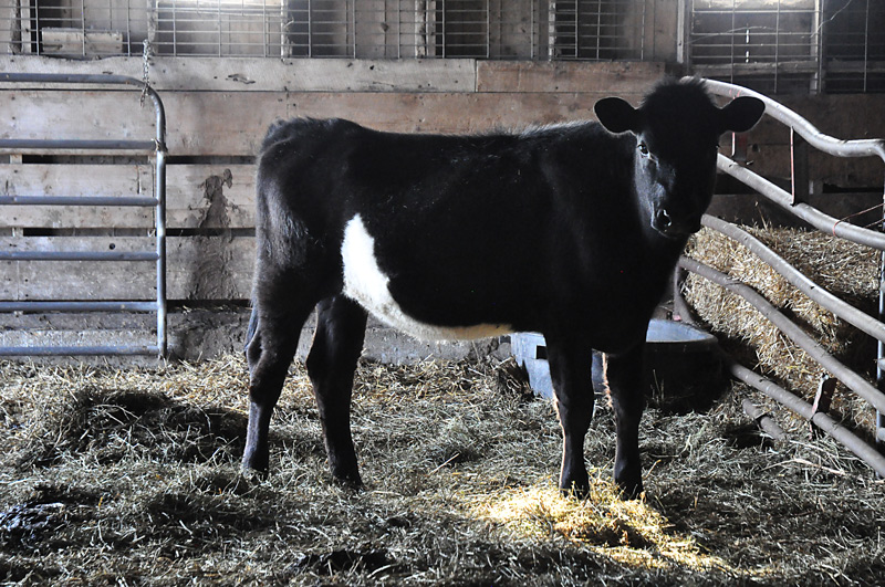 dutch belted heifer