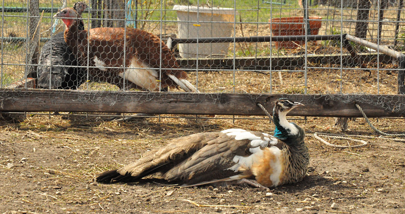 turkeys and peahen