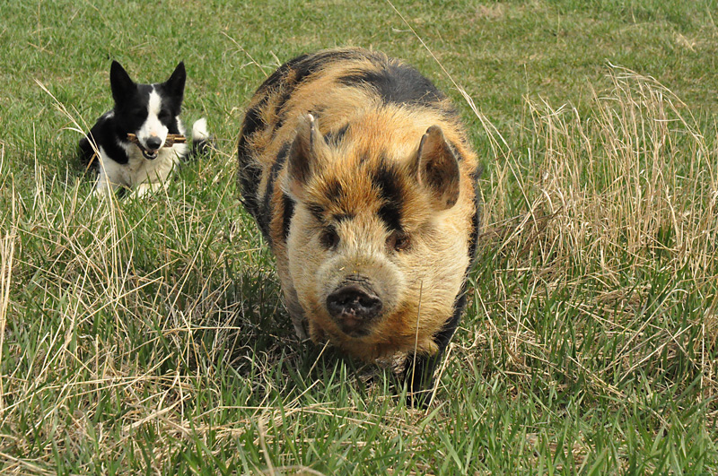 tima walking with tonton5