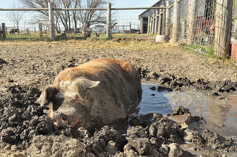 pig in mud