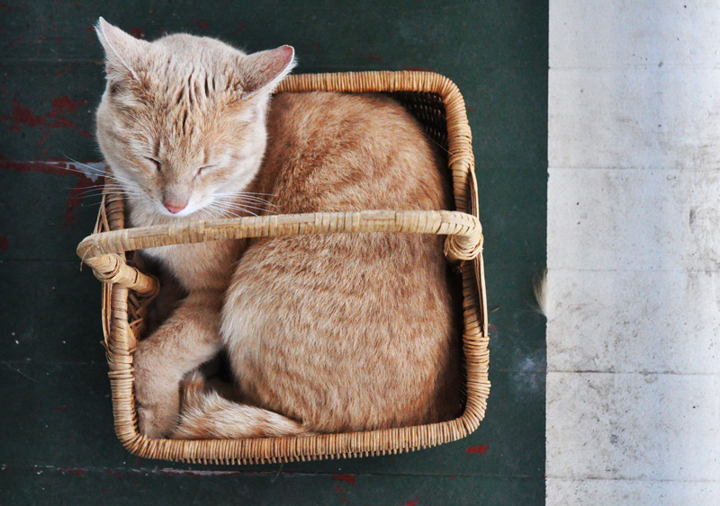 cat in basket