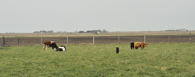 cows