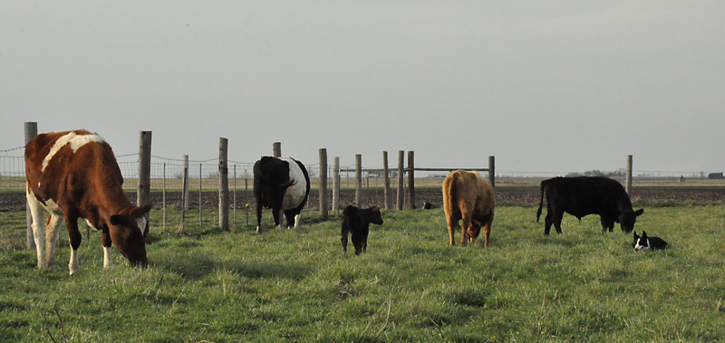 cows and calf
