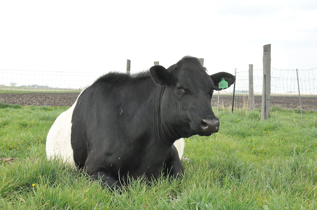 cow