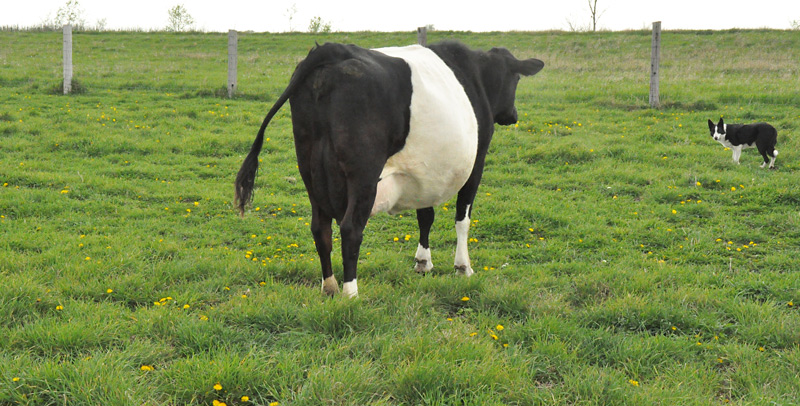 cow