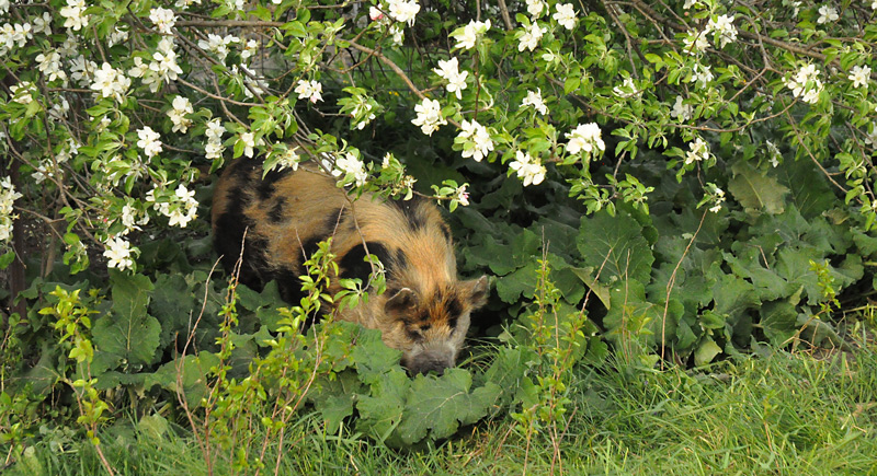 pig under apple blossoms