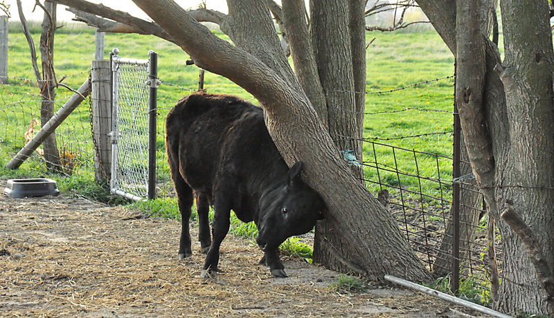 carlos - dexter bull