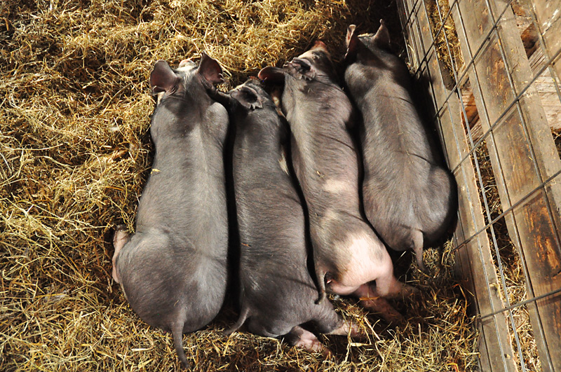 Four piglets