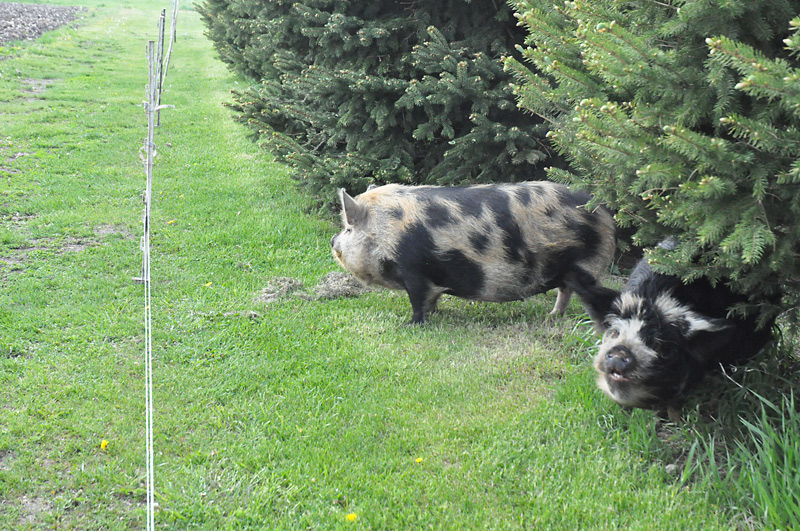 Kunekune Fields