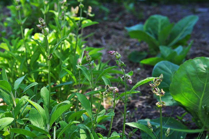 sage flowers