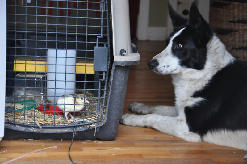 dog watching peachick