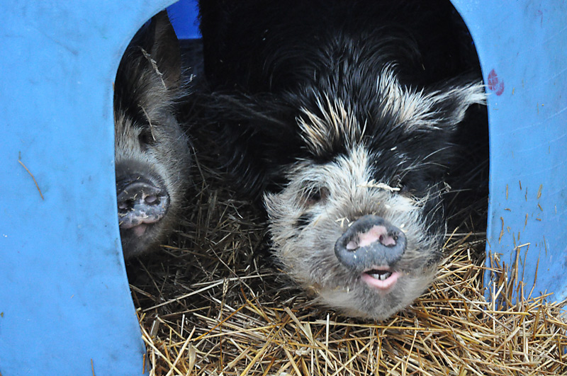 kunekune