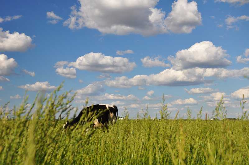 Difficult Bobby#Holstein