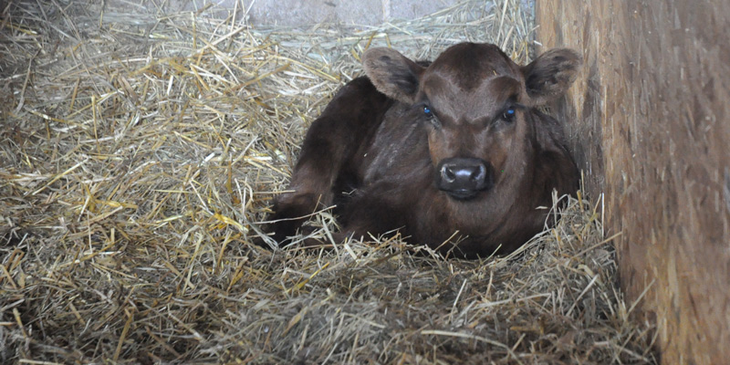 calf
