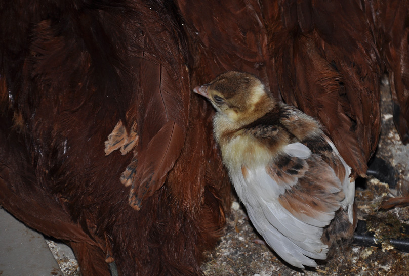 Theo#peachick with rhode island reds
