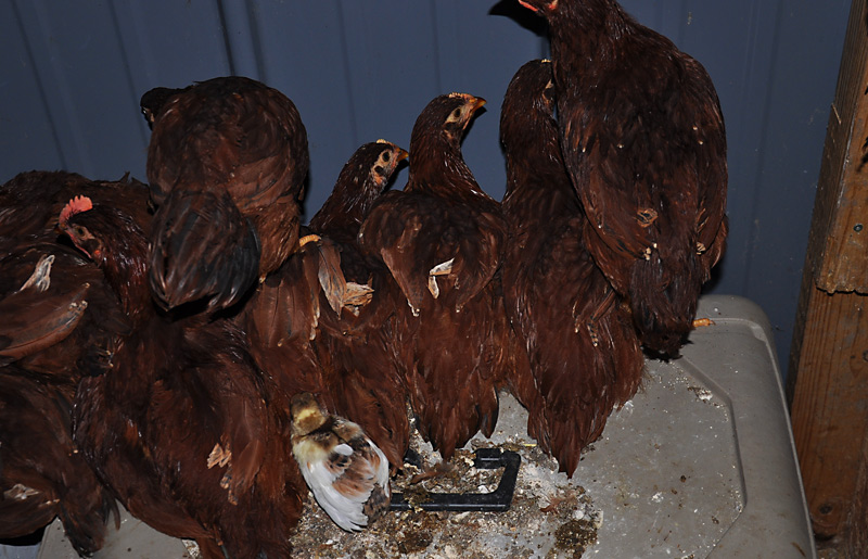 peachick with rhode island reds#theo