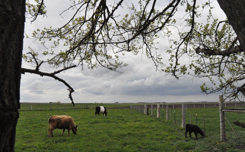 cows in field