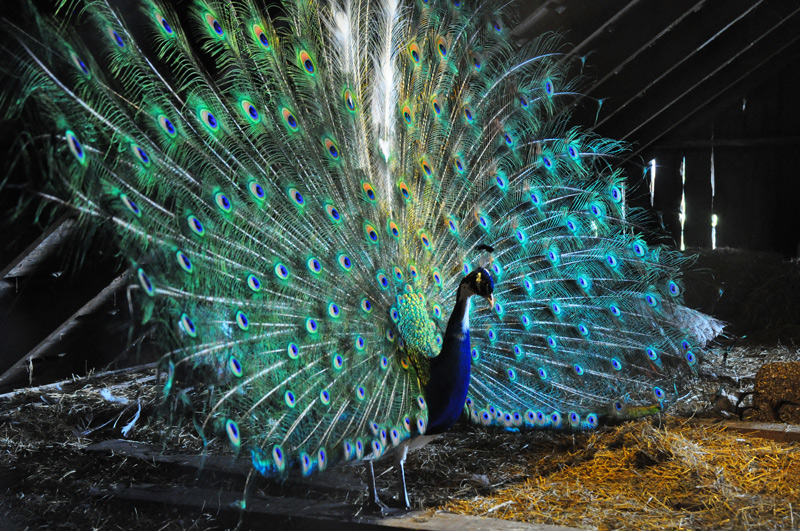 peacock