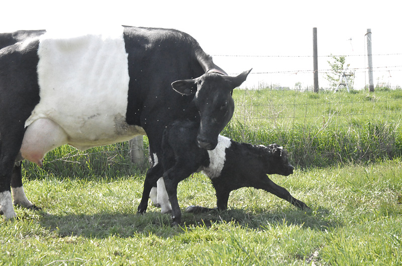 calf first steps