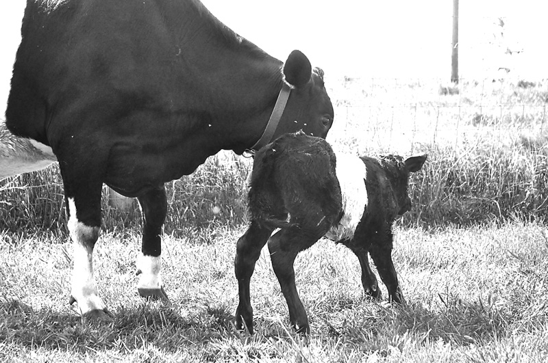 cow and new born calf