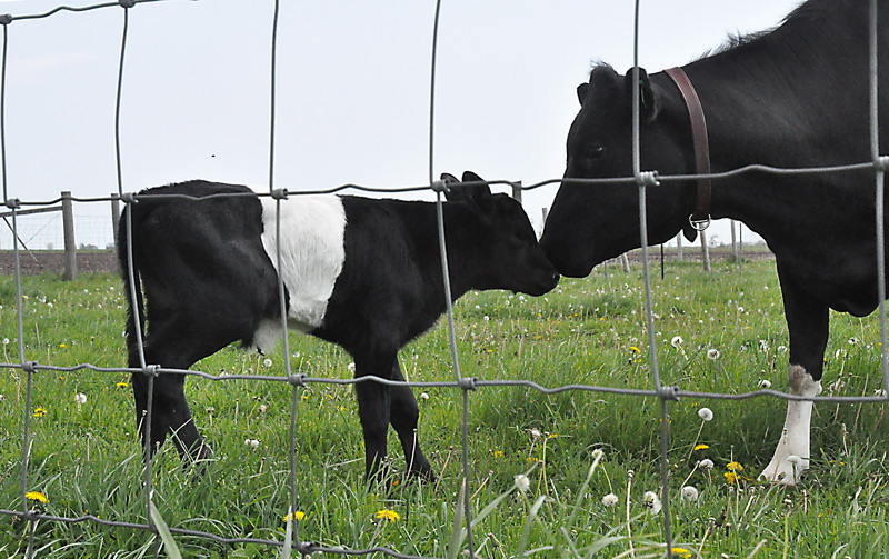 calf and cow