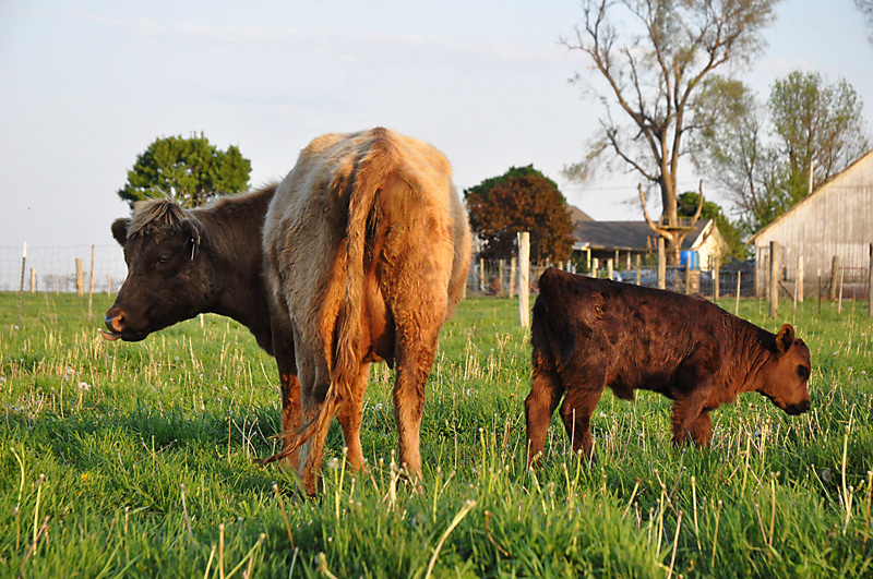 calf and cow - dexter