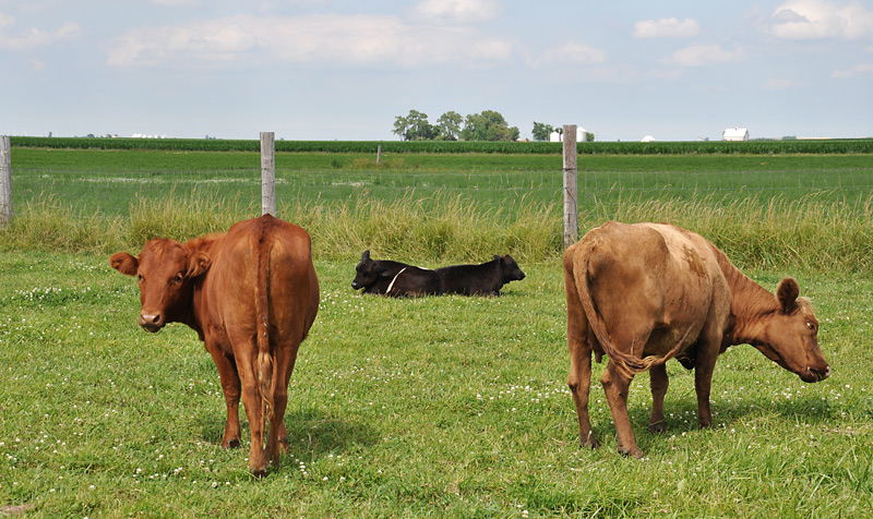 cows and calves