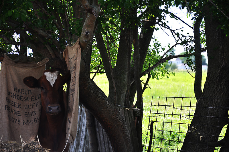 aunty del - ayrshire heifer