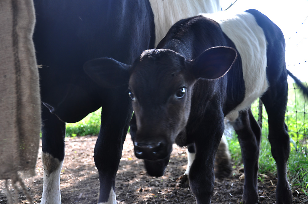 Bobby T - Dutch Belted calf 
