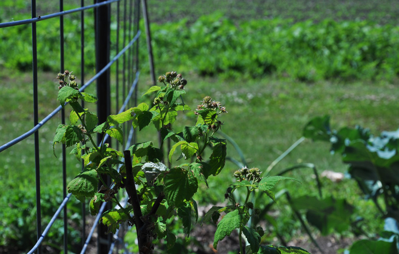 first raspberries growing