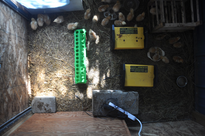 chicks and heaters