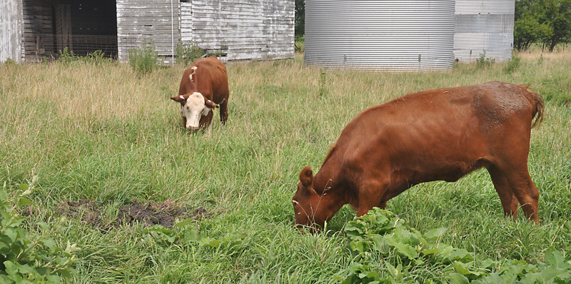 Aunty Anna and Bobby 2
