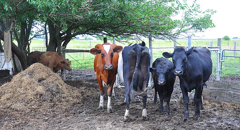 cows and little bull