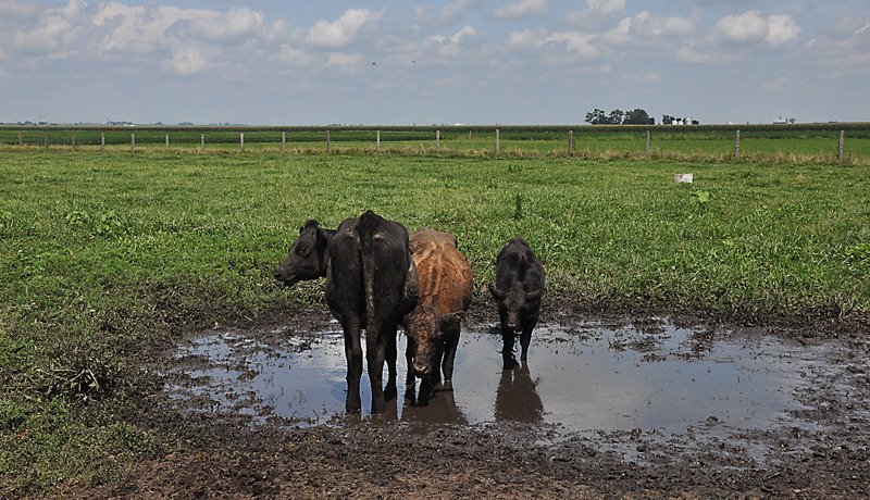 cows in mud
