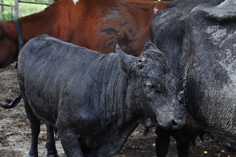 muddy cows and bull