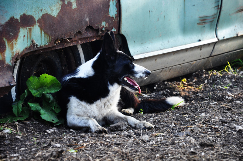 Ton, border collie