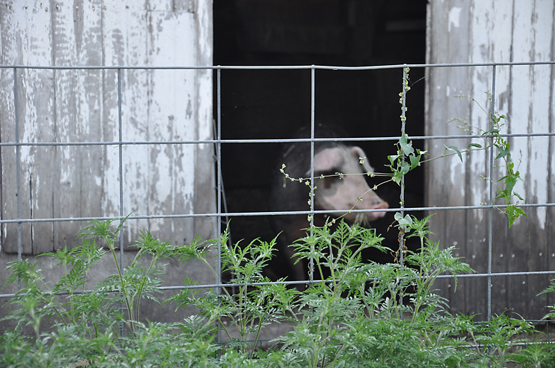 Molly - hereford gilt