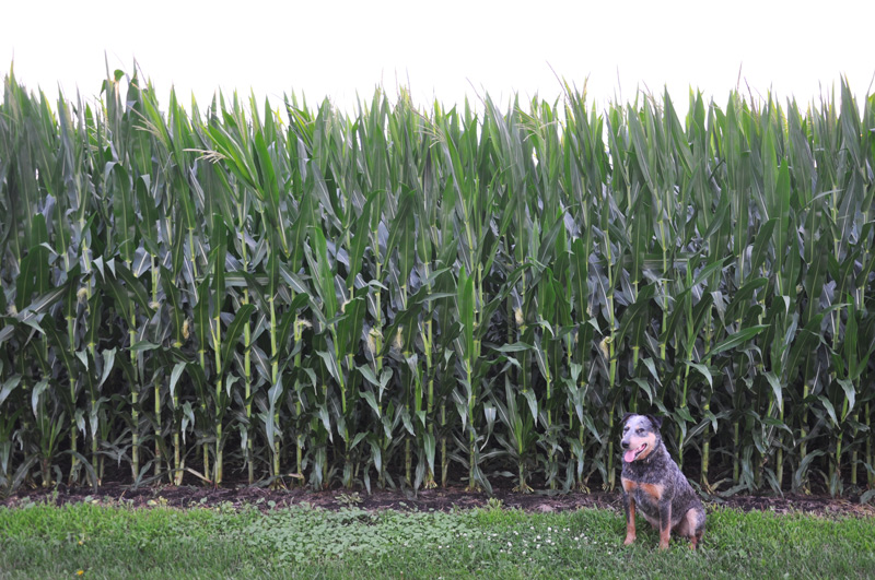 dog and corn