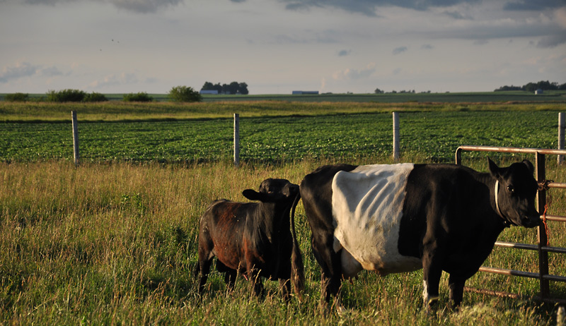 small bull breeding big cow