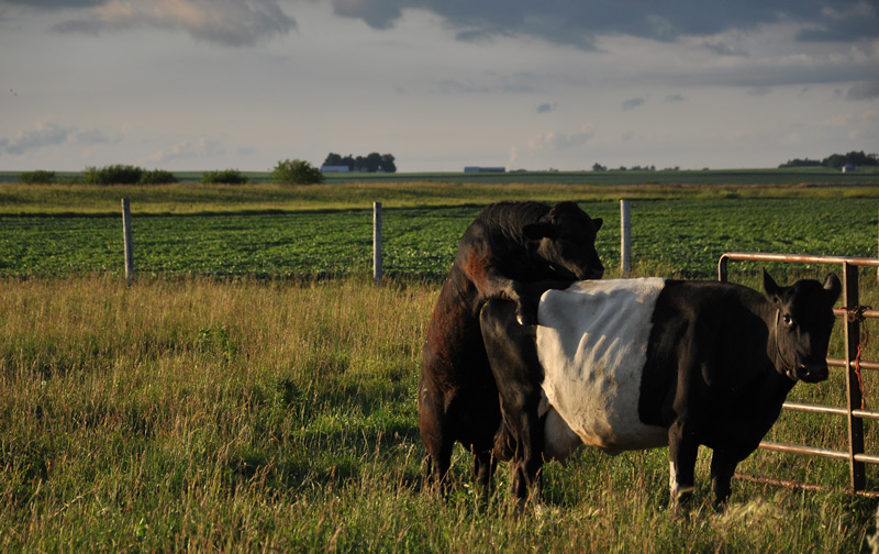 small bull and big cow